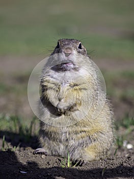 Ground squirrel feeding before winter sleep