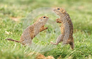 Ground squirrel fight