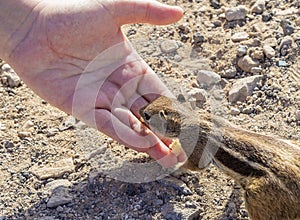 Ground Squirrel. Fuerteventura