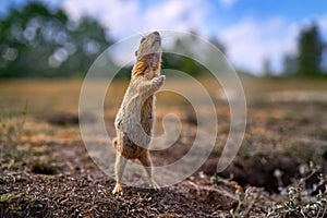 Ground Squirrel funny dance, Spermophilus citellus, sitting in the green grass during summer, wide angle habitat, Czech Republic.