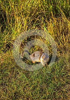 Ground Squirrel On The Grass