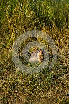 Ground Squirrel On The Grass
