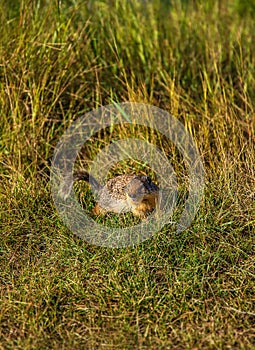 Ground Squirrel On The Grass