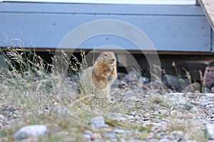 Ground squirrel having some food