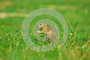 Ground squirrel hold some corns in front legs and feeding. Small animal sitting alone in grass.