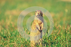 Ground squirrel hold some corns in front legs and feeding. Small animal sitting alone in grass.