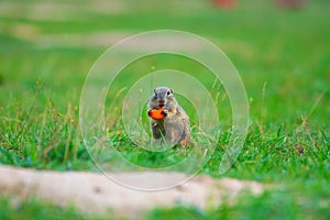 Ground squirrel hold some corns in front legs and feeding. Small animal sitting alone in grass.