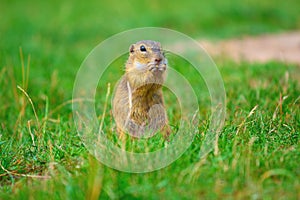 Ground squirrel hold some corns in front legs and feeding. Small animal sitting alone in grass.