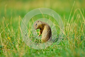 Ground squirrel hold some corns in front legs and feeding. Small animal sitting alone in grass.