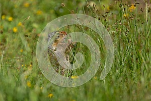 Ground squirrel holding a grass stem before eating it