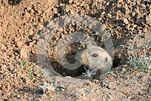 Ground Squirrel in the Hole