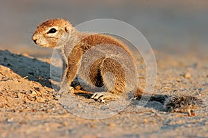 Ground squirrel, Kalahari