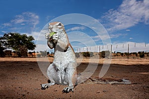 Ground squirrel, Kalahari, South Africa