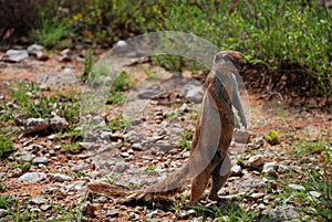 Ground squirrel. Kgalagadi Transfrontier Park. Northern Cape, South Africa