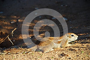 Ground squirrel. Kgalagadi Transfrontier Park. Northern Cape, South Africa