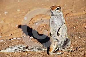 Ground squirrel. Kgalagadi Transfrontier Park. Northern Cape, South Africa