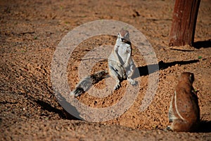 Ground squirrel. Kgalagadi Transfrontier Park. Northern Cape, South Africa