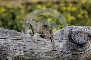 Ground Squirrel on a Log 1