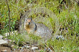 Ground squirrel looking at the camera