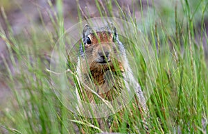 A ground squirrel looking though tall grass. photo