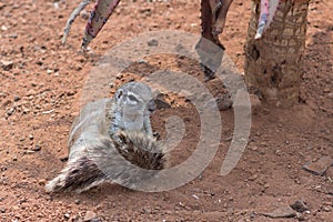 Ground squirrel (Marmotini) grooming