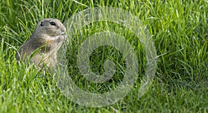 a ground squirrel on a meadow