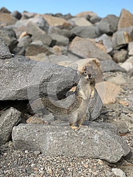 Ground Squirrel of Morro Bay