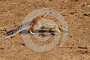 ground squirrel national parks of namibia between desert and savannah