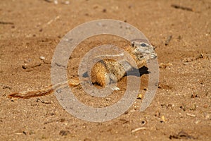 ground squirrel national parks of namibia between desert and savannah
