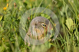 Ground squirrel eating fresh green plants in Glacier Nat. park Montana