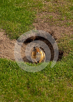 Ground Squirrel In A Park Hole