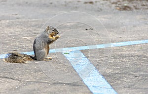Ground squirrel on a parking lot