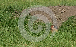 Ground Squirrel Peeking Out