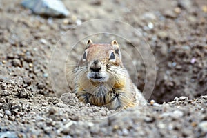 ground squirrel peering from gopher hole