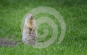 Ground squirrel pose