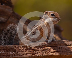 Ground squirrel posing on fallen log.