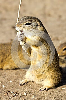 Ground squirrel, Radouc locality, town Mlada Boleslav, Czech republic