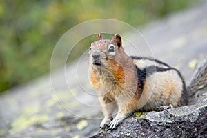 Ground Squirrel on a rock.