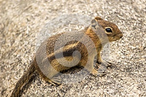 Ground Squirrel on a rock