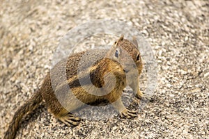 Ground Squirrel on a rock