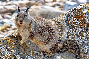 Ground squirrel on rock at Pebble Beach, California, 17-mile drive