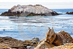 Ground squirrel on rock at Pebble Beach, California, 17-mile drive