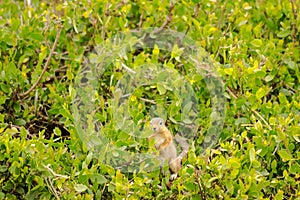 Ground squirrel in the savannah in Amboseli Park in northwestern