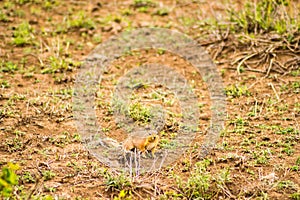 Ground squirrel in the savannah in Amboseli Park in northwestern