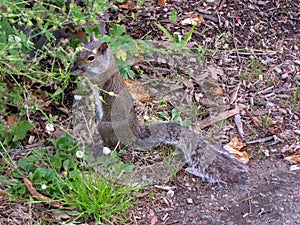 Ground squirrel Sciuridae eating