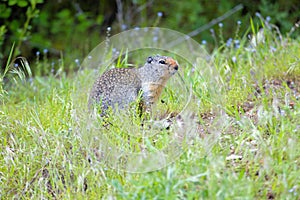 Ground squirrel sitting in the grass