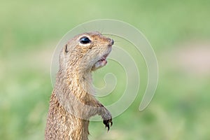 Ground squirrel Spermophilus citellus closeup