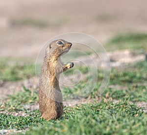 Ground squirrel Spermophilus citellus closeup