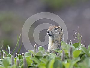 A ground squirrel (Spermophilus or Citellus) in the grass