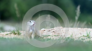 Ground squirrel Spermophilus citellus in its natural habitat
